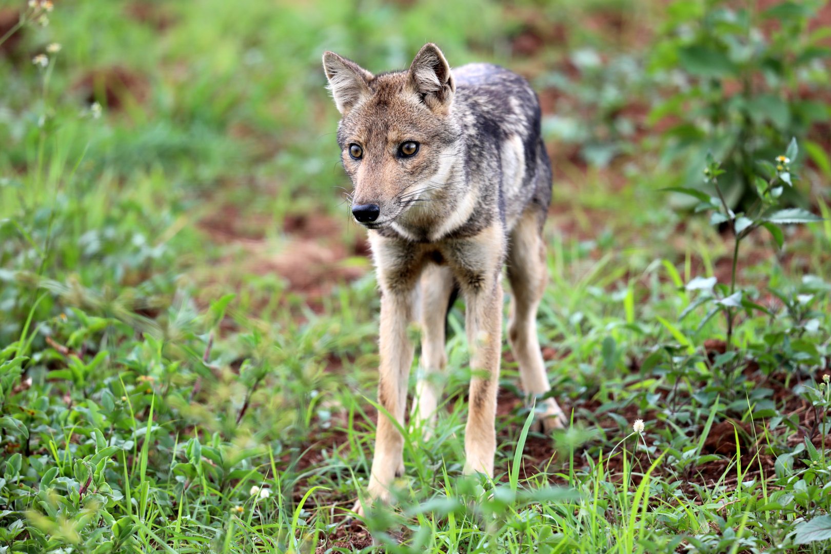 Kaffa side-striped jackal (Lupulella adusta kaffensis)