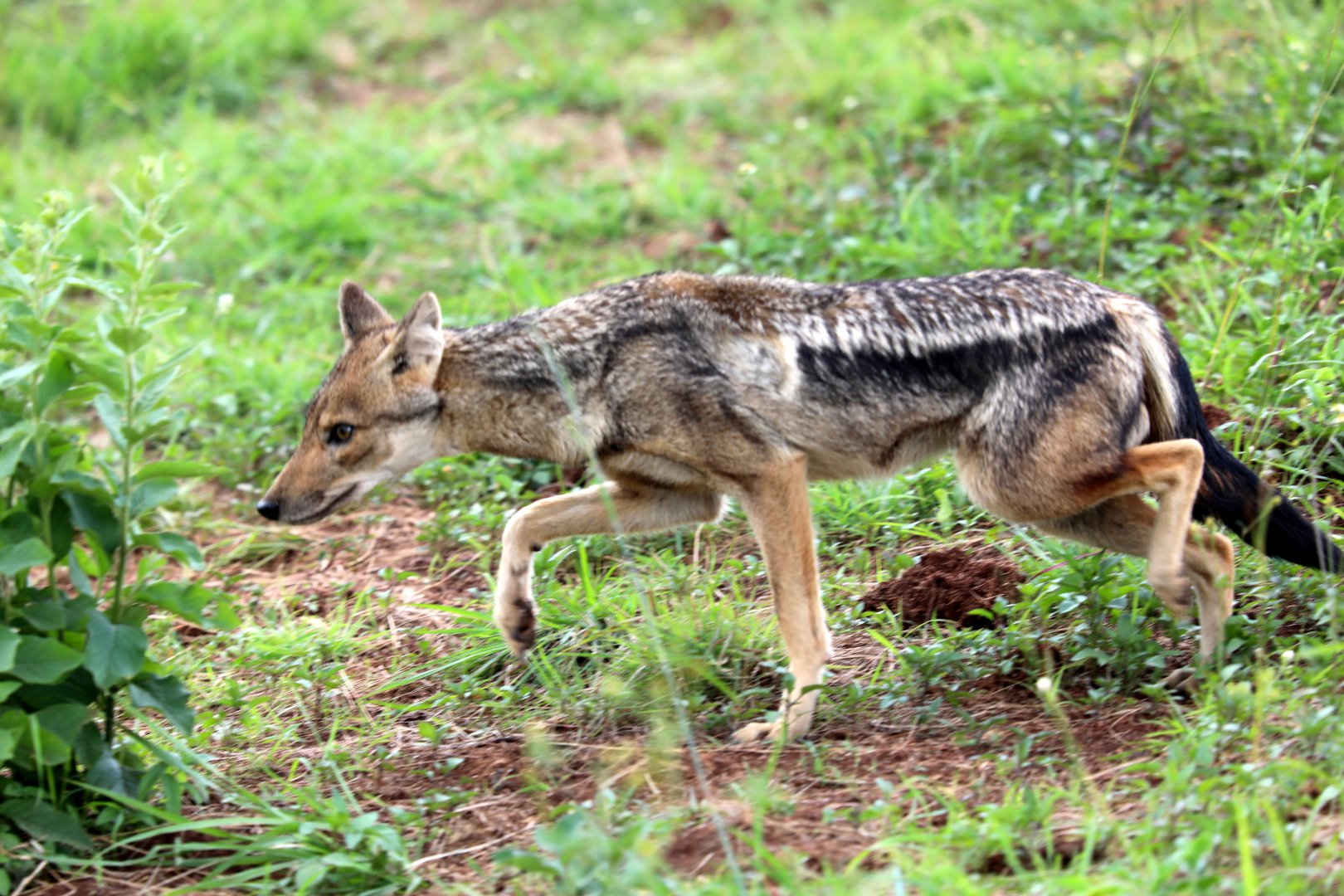 Kaffa side-striped jackal (Lupulella adusta kaffensis)