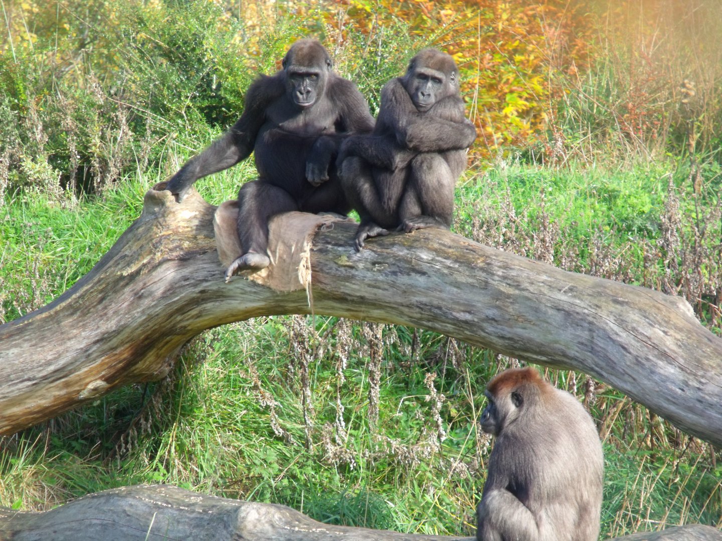 Kafi, Kituba, Kimbiri