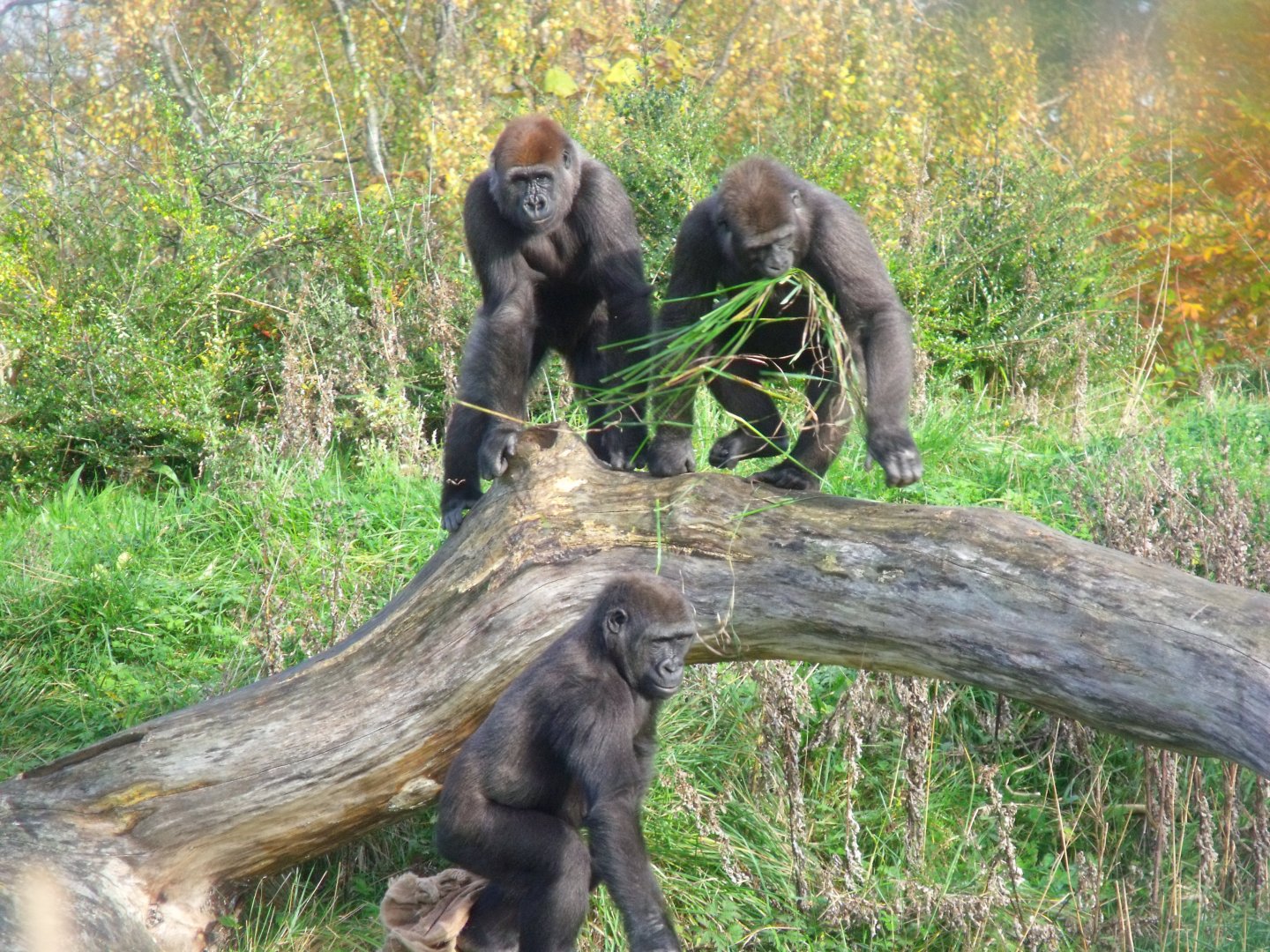 Kafi, Kituba, Kimbiri