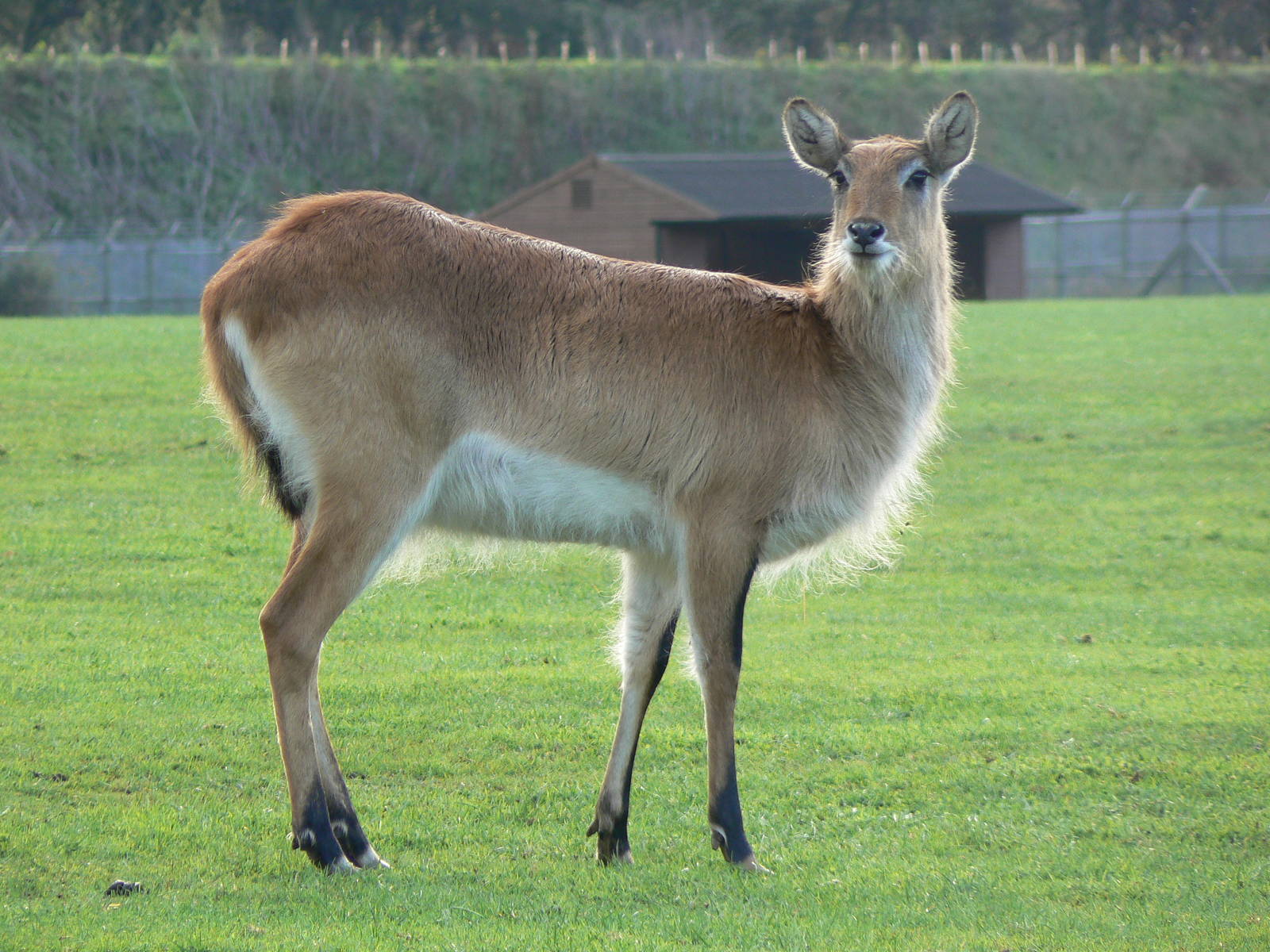 Kafue Flats Lechwe - 22 November 2015