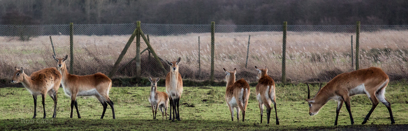 Kafue flats lechwe : Africa Alive! : 02 Jan 2015