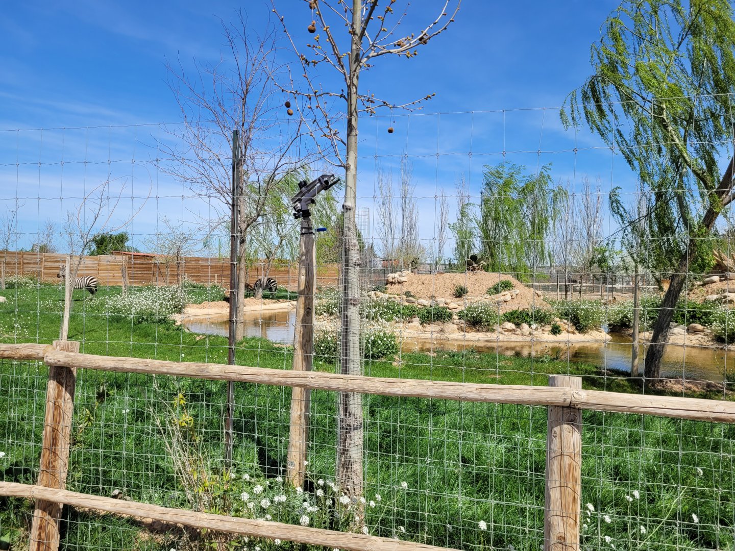 Kafue flats lechwe and Grant's zebra exhibit -Tierra Rapaz (2024)