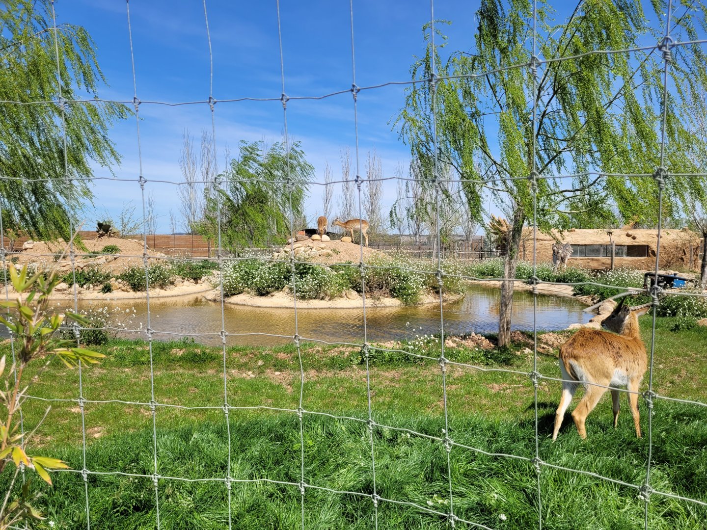 Kafue flats lechwe and Grant's zebra exhibit -Tierra Rapaz (2024)