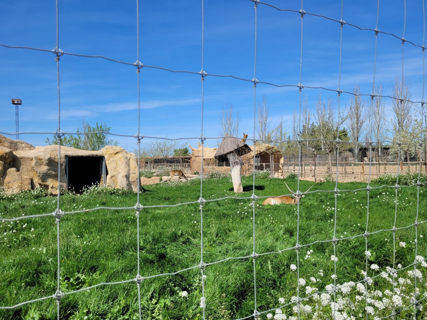Kafue flats lechwe and Grant's zebra exhibit -Tierra Rapaz (2024)