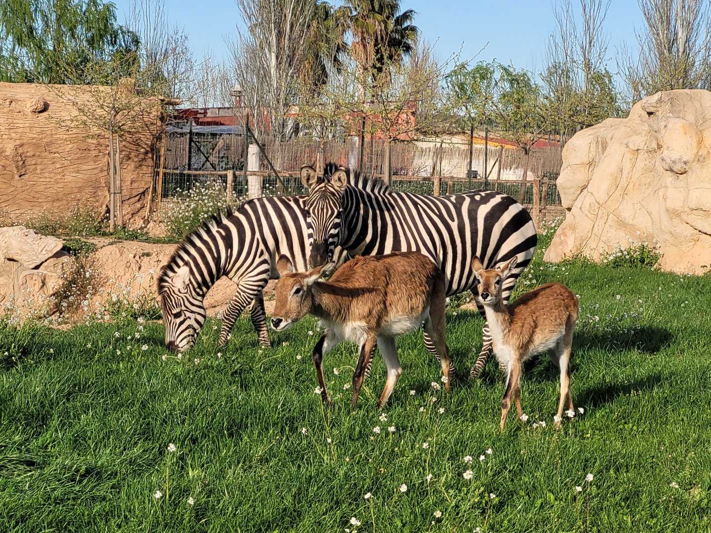 Kafue flats lechwe and Grant's zebras -Tierra Rapaz (2024)