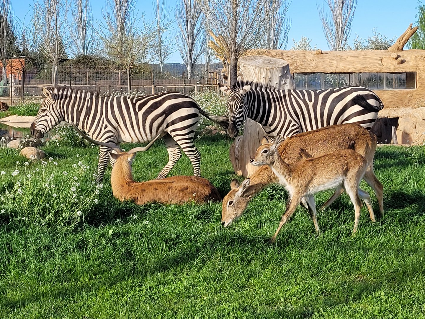 Kafue flats lechwe and Grant's zebras -Tierra Rapaz (2024)