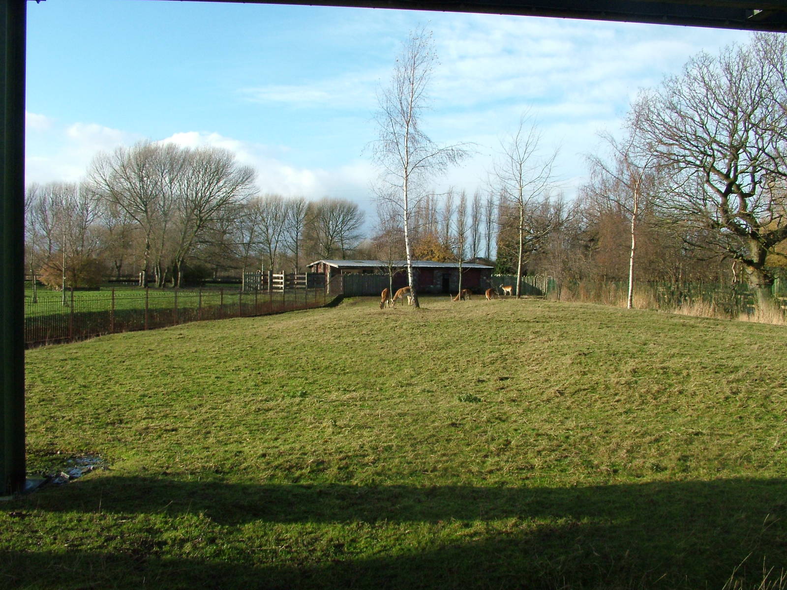 Kafue Flats Lechwe at Chester 06/12/09