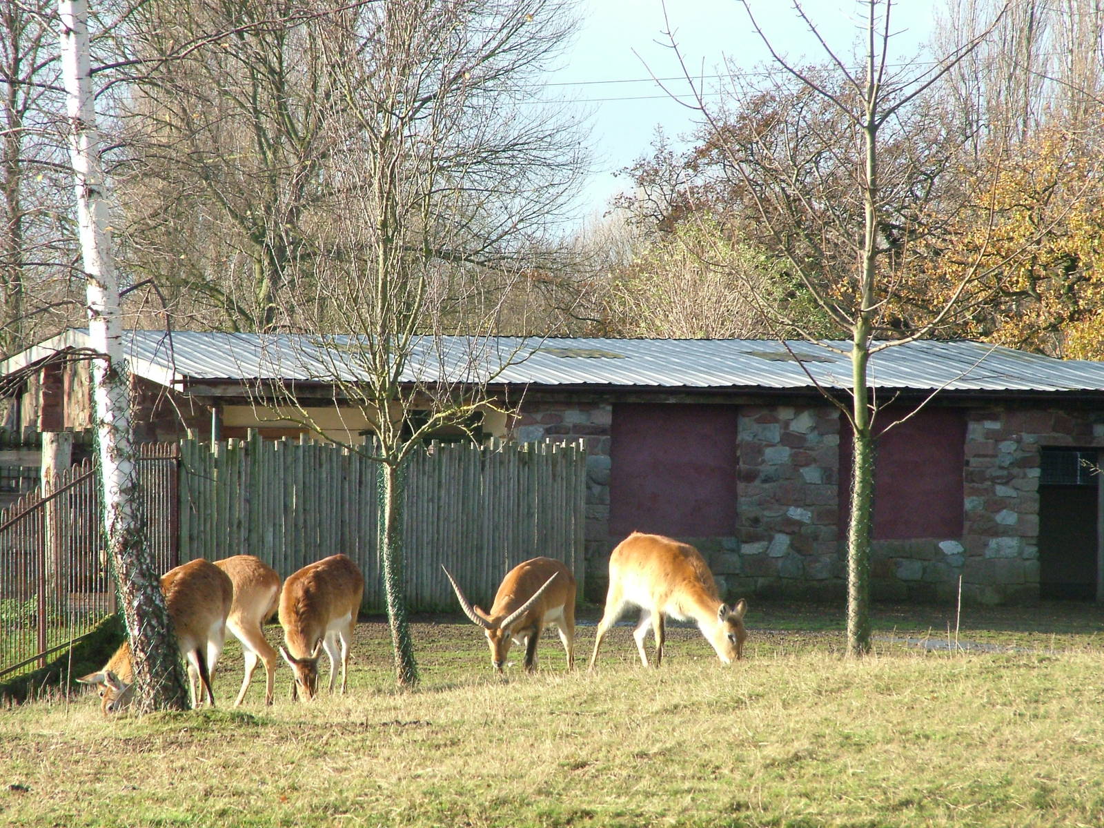 Kafue Flats Lechwe at Chester 06/12/09