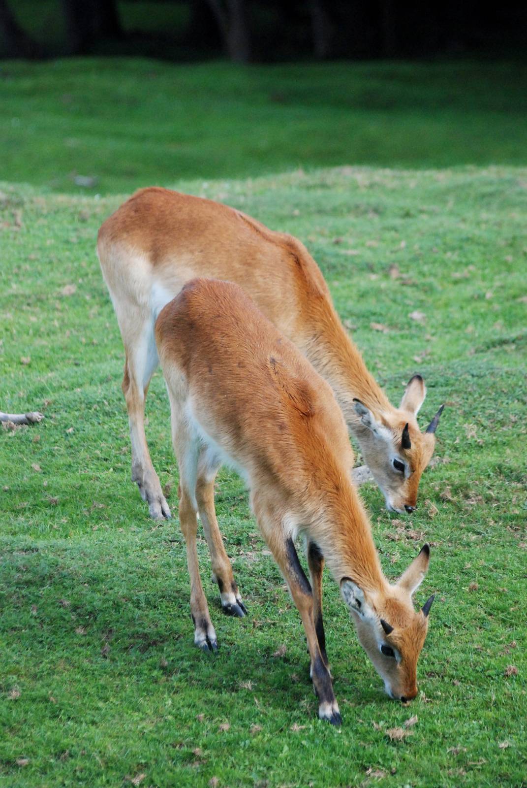 Kafue Flats Lechwe at Dvur Kralove, 27/08/12