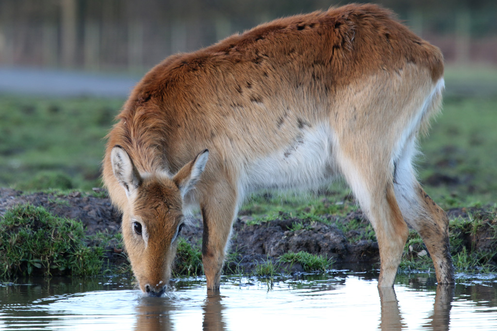 Kafue Flats Lechwe at Knowsley 22/12/2016