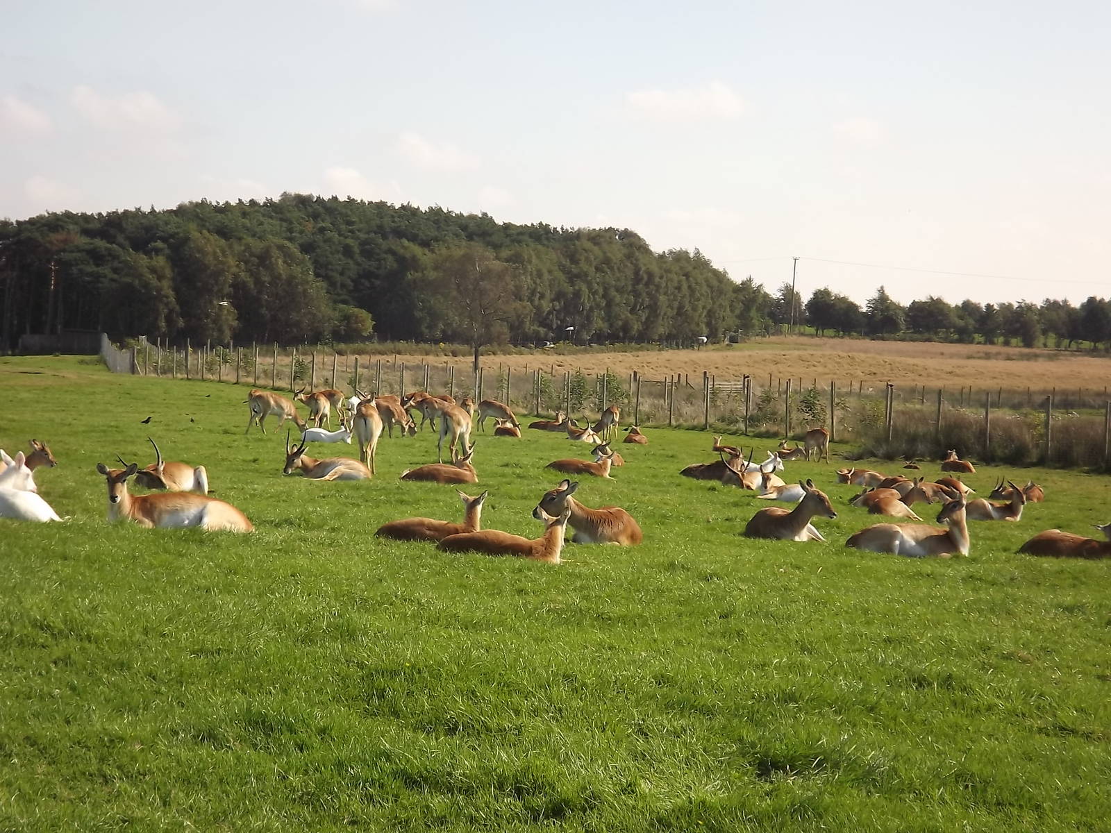 Kafue Flats Lechwe at Knowsley Safari Park 08/09/12