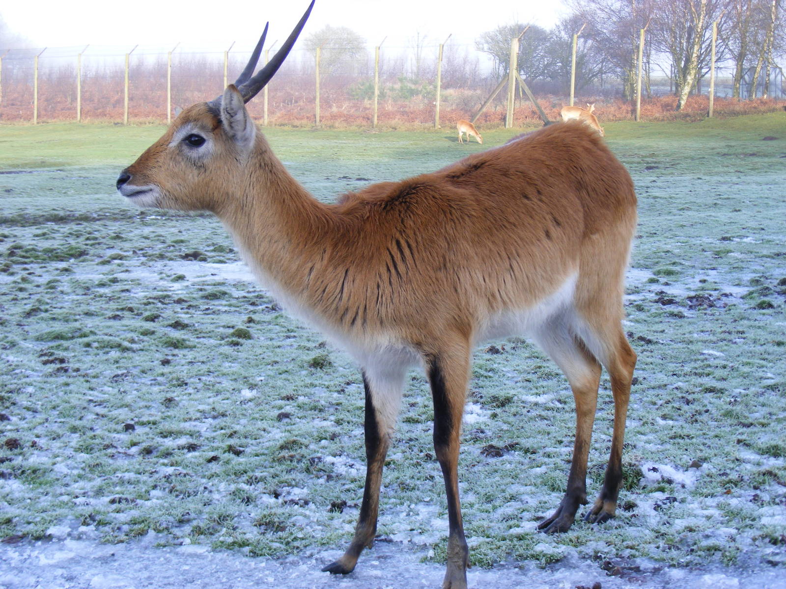 Kafue flats lechwe at Knowsley Safari Park, 28 December 2009