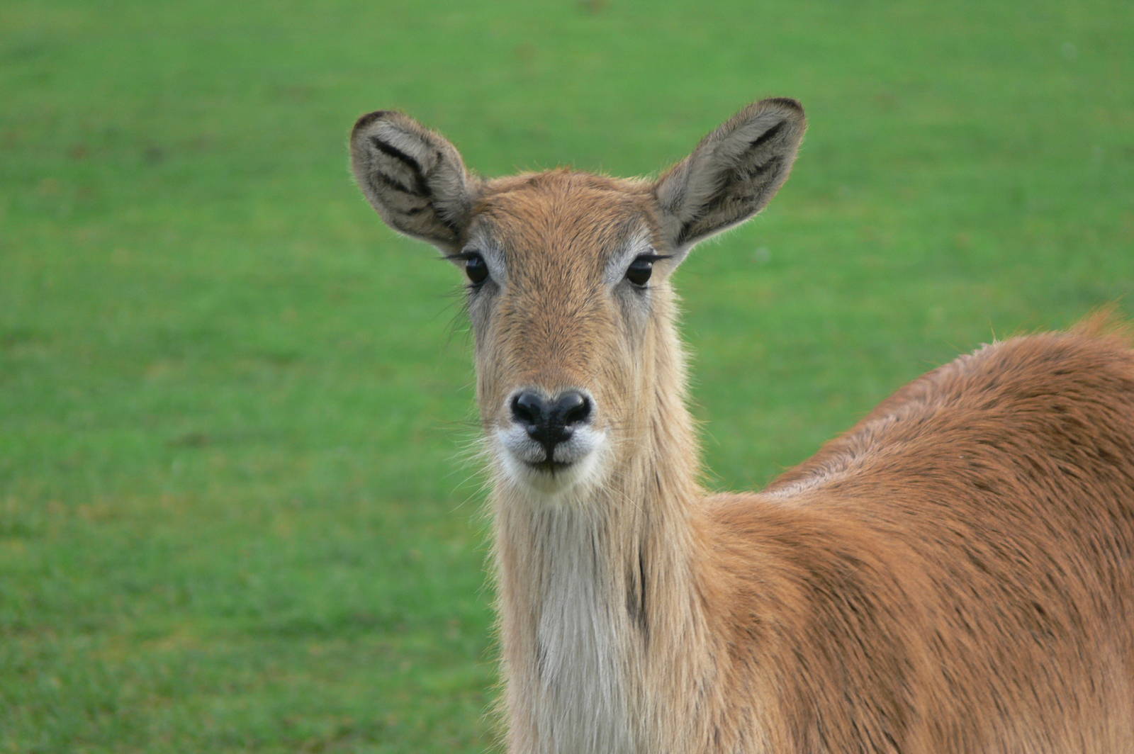 Kafue Flats Lechwe at Yorkshire WP, 28/10/14