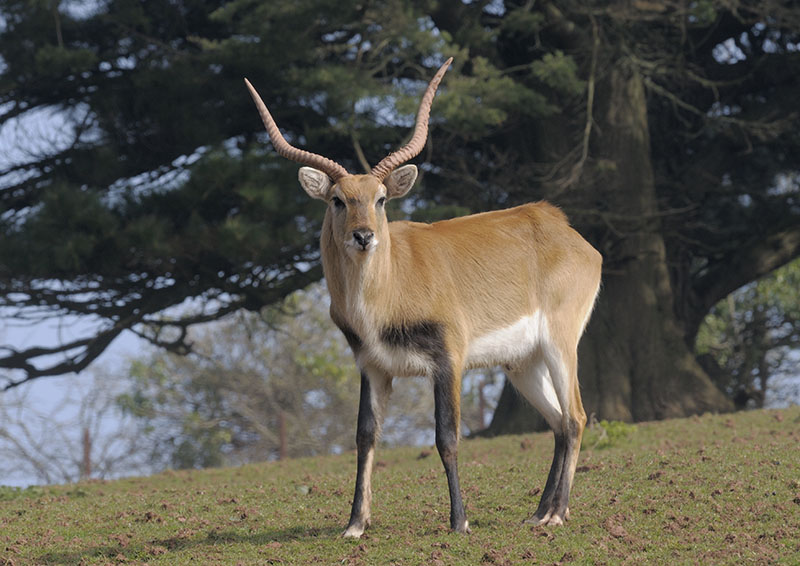 Kafue Flats lechwe buck