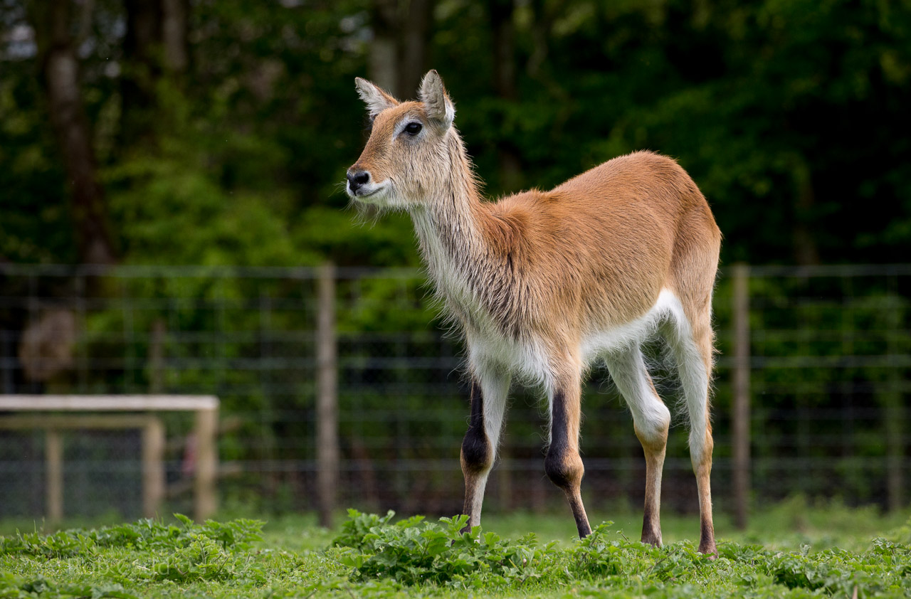 Kafue Flats lechwe : Exmoor Zoo : 22 May 2015