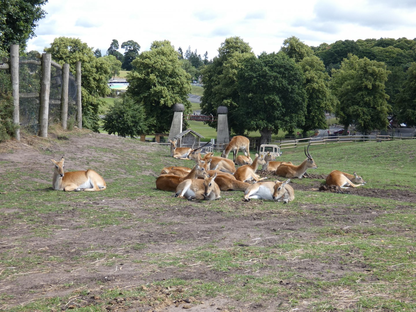 Kafue flats lechwe herd
