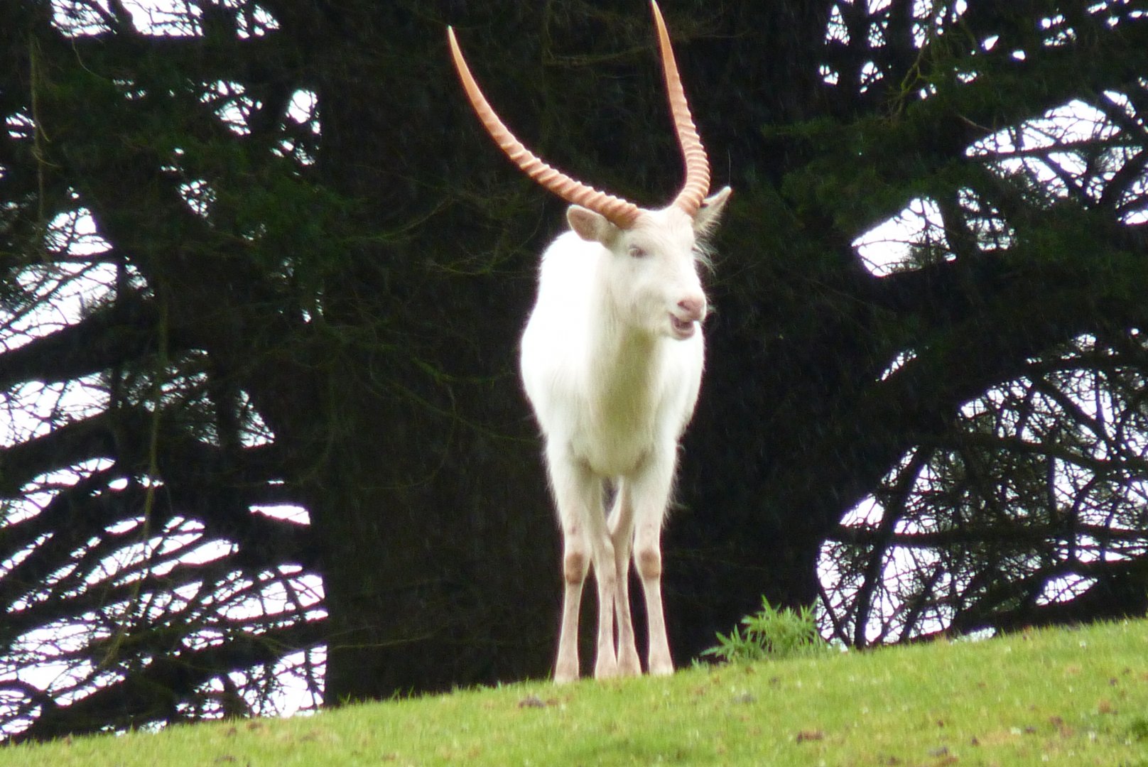 Kafue Flats Lechwe, June 2017