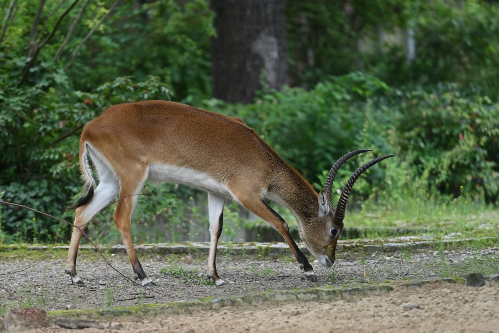 Kafue Flats lechwe (Kobus leche kafuensis)
