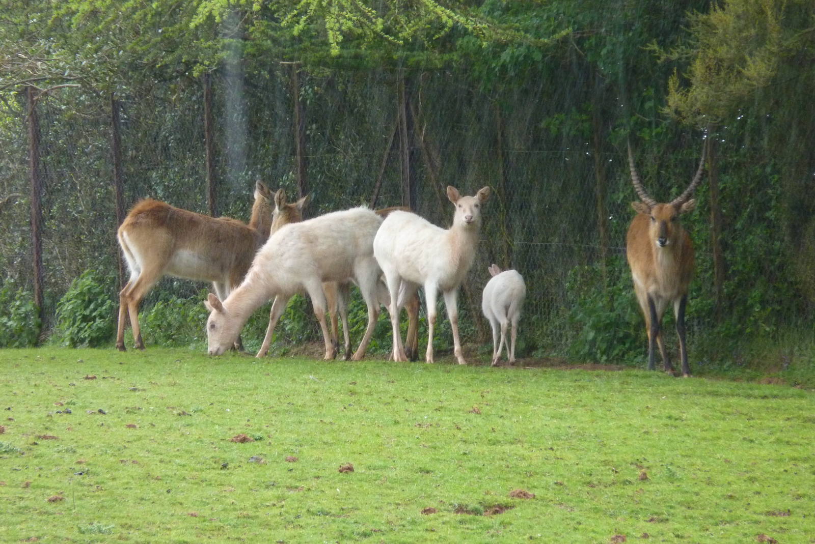 Kafue Flats Lechwe, May 2013