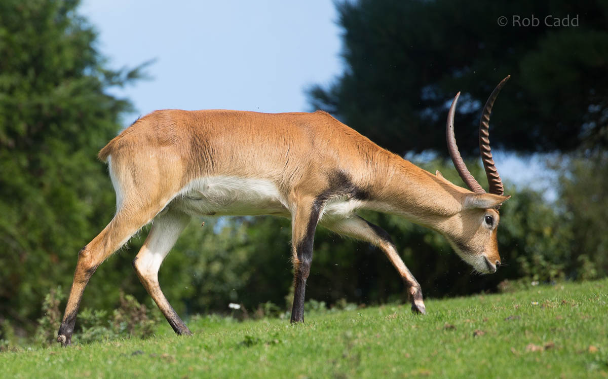 Kafue Flats lechwe : Paignton : 23 Sep 2015