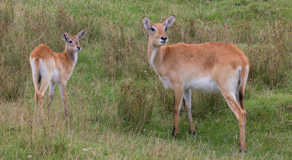 Kafue Flats lechwe : Port Lympne : 29 Aug 2015