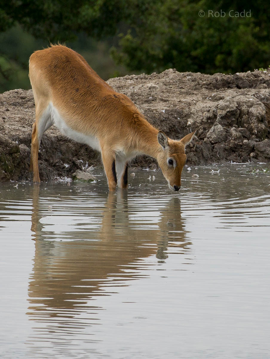 Kafue Flats lechwe : Port Lympne : 29 Aug 2015