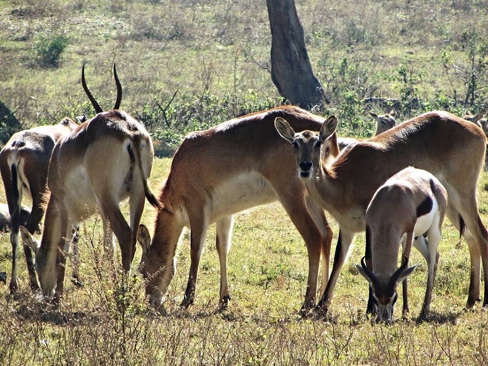 Kafue Flats Lechwe, South African Springbok, and Blesbok