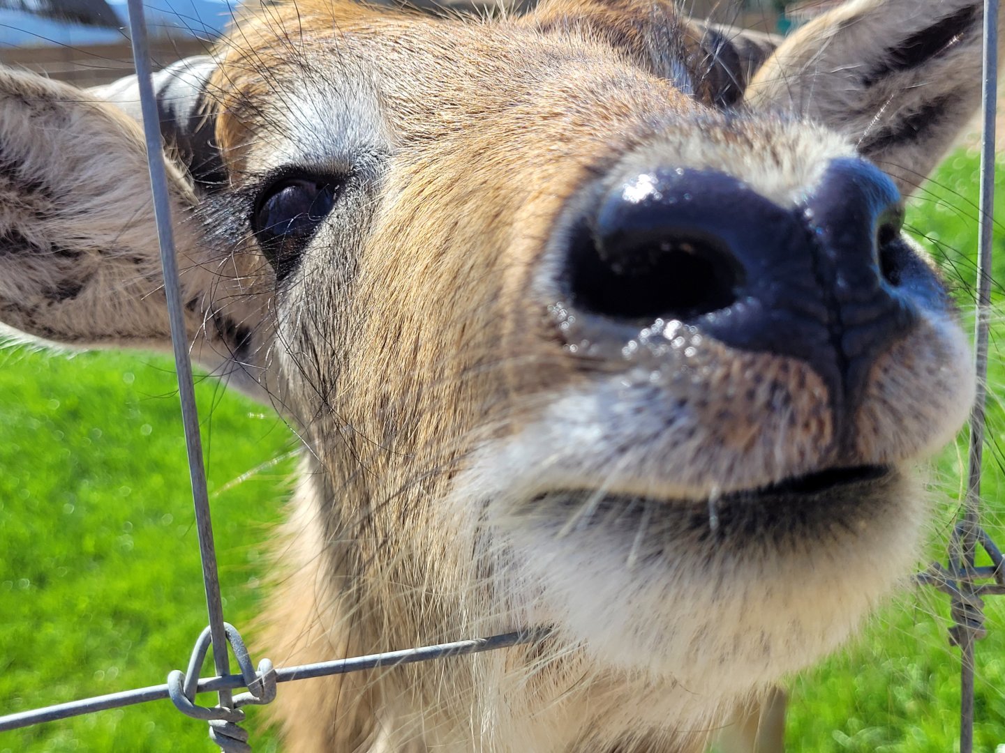 Kafue flats lechwe -Tierra Rapaz (2024)