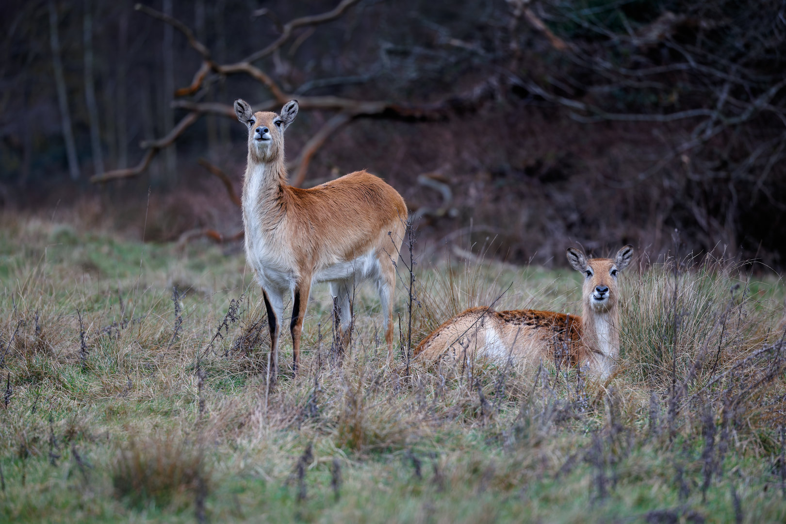 Kafue Flats Lechwe / Watatunga / 16-1-23