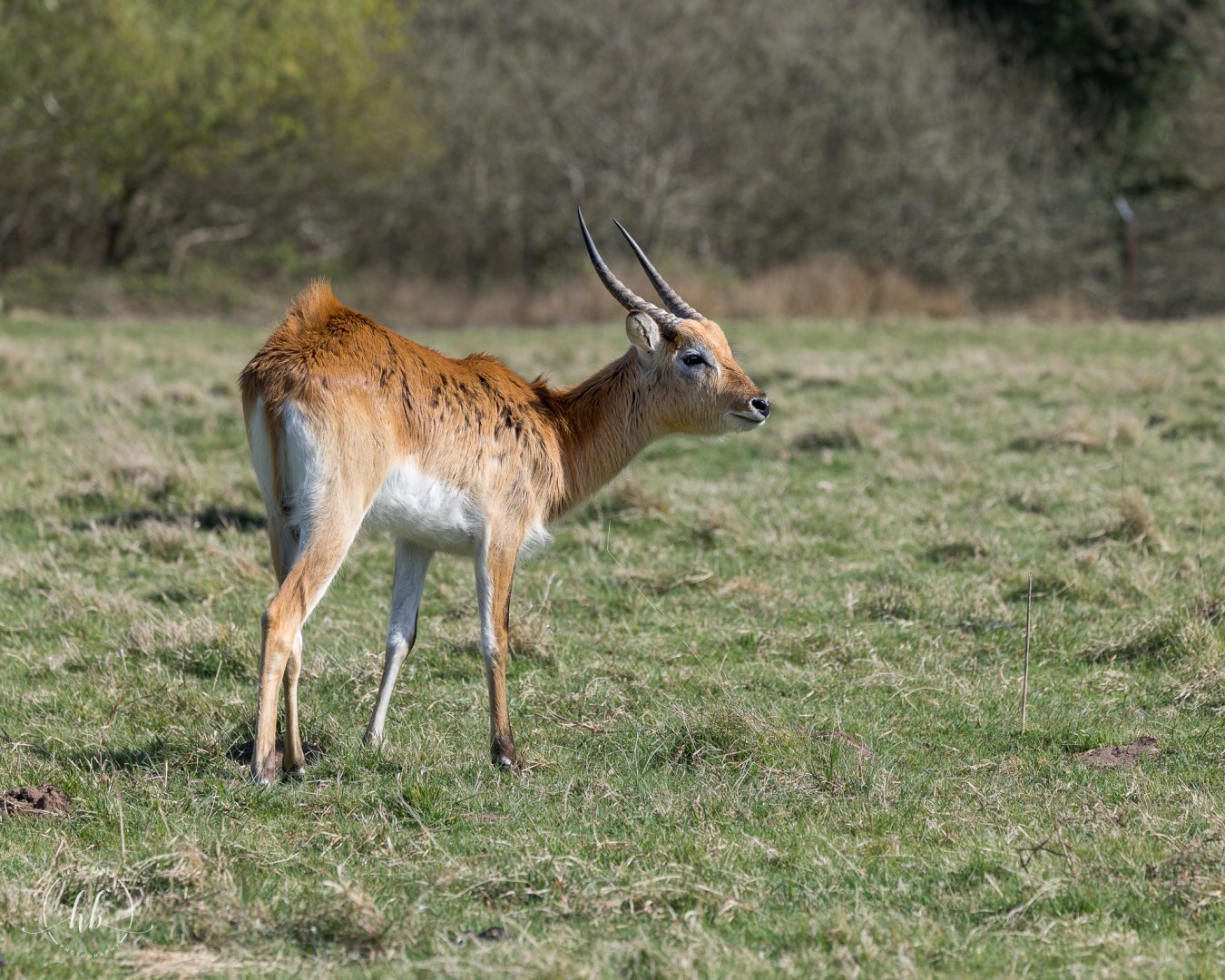 Kafue Flats Lechwe / Watatunga / 16-4-25