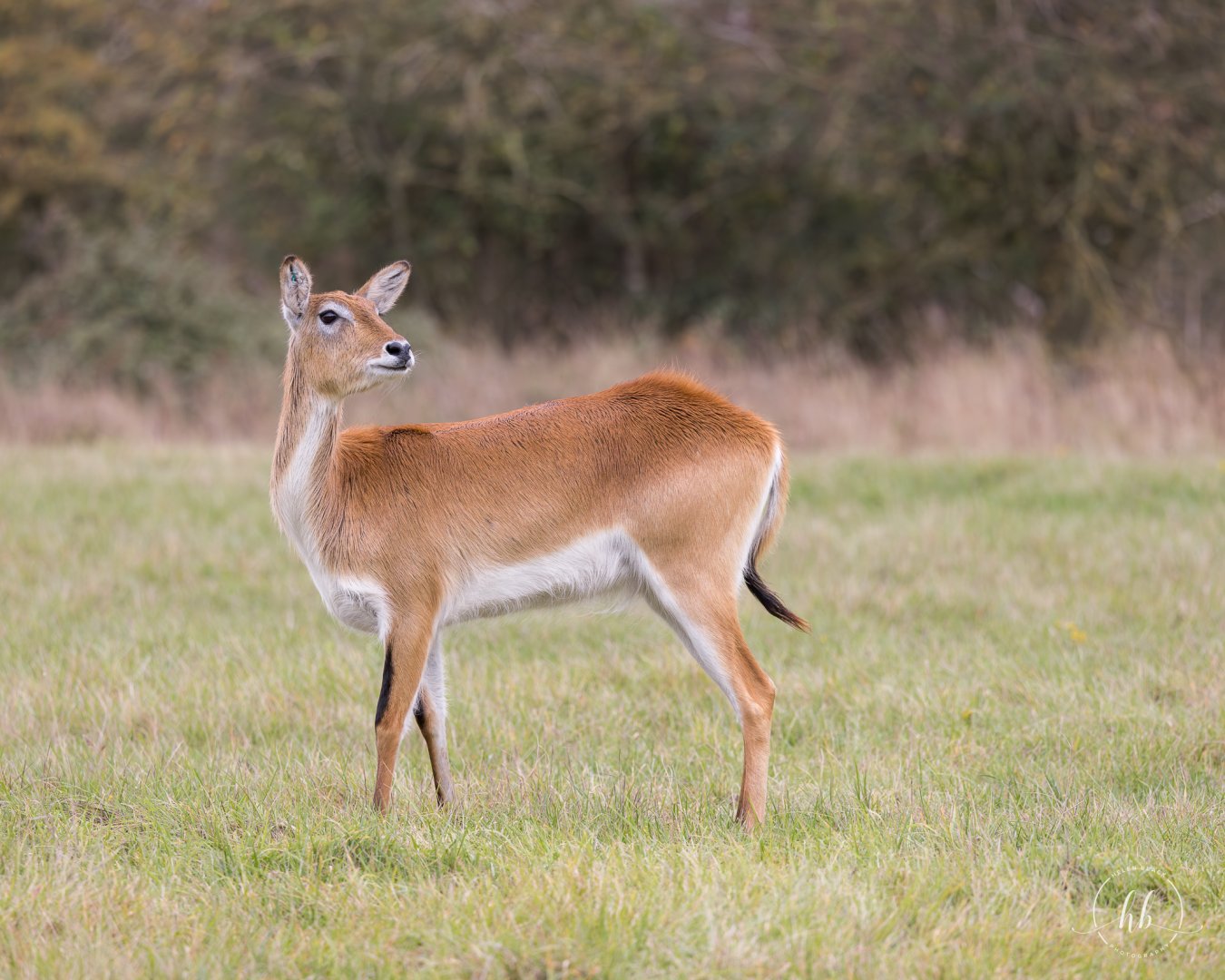 Kafue Flats Lechwe / Watatunga / 21-10-24