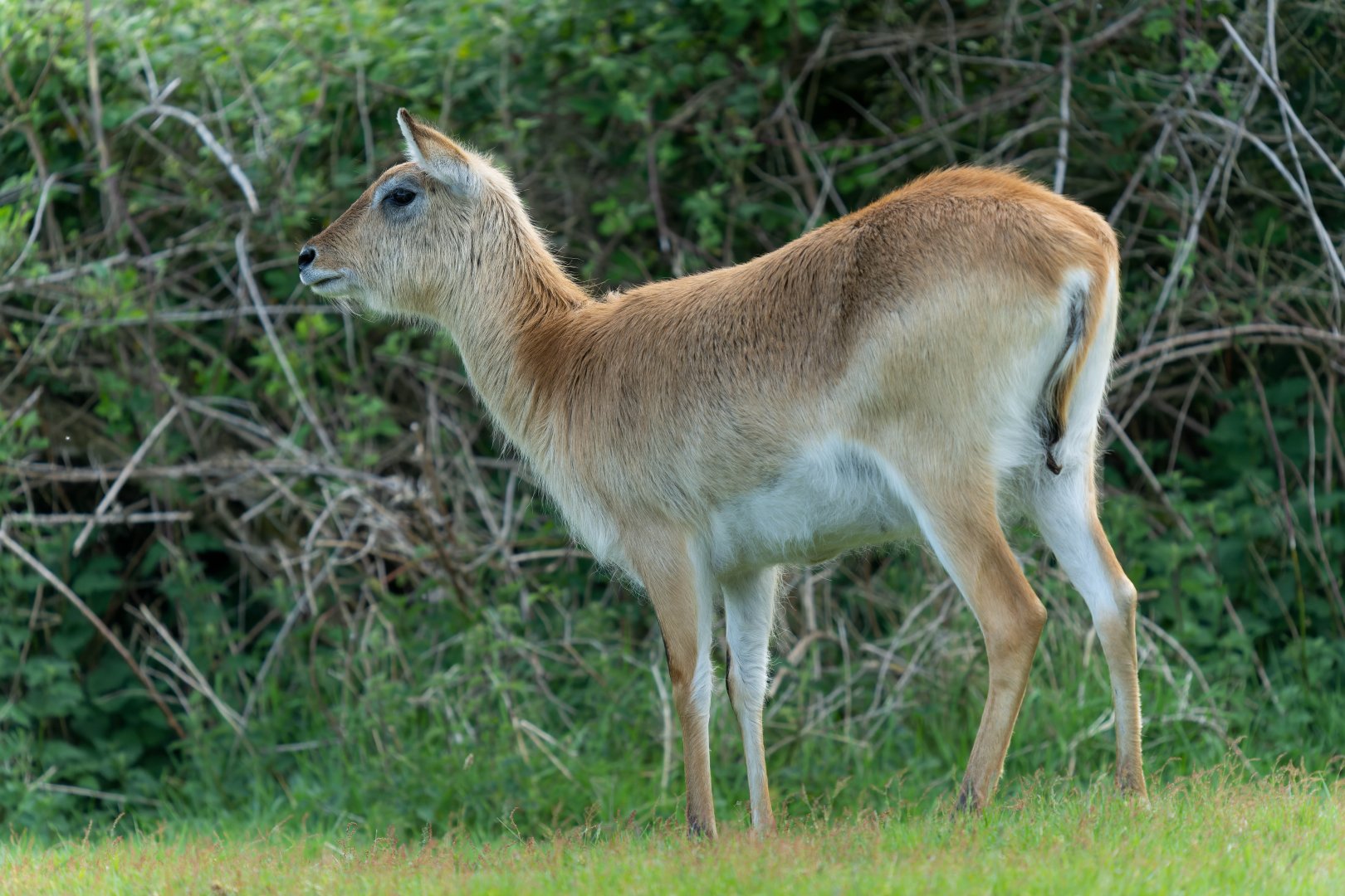 Kafue Flats Lechwe, Watatunga, UK