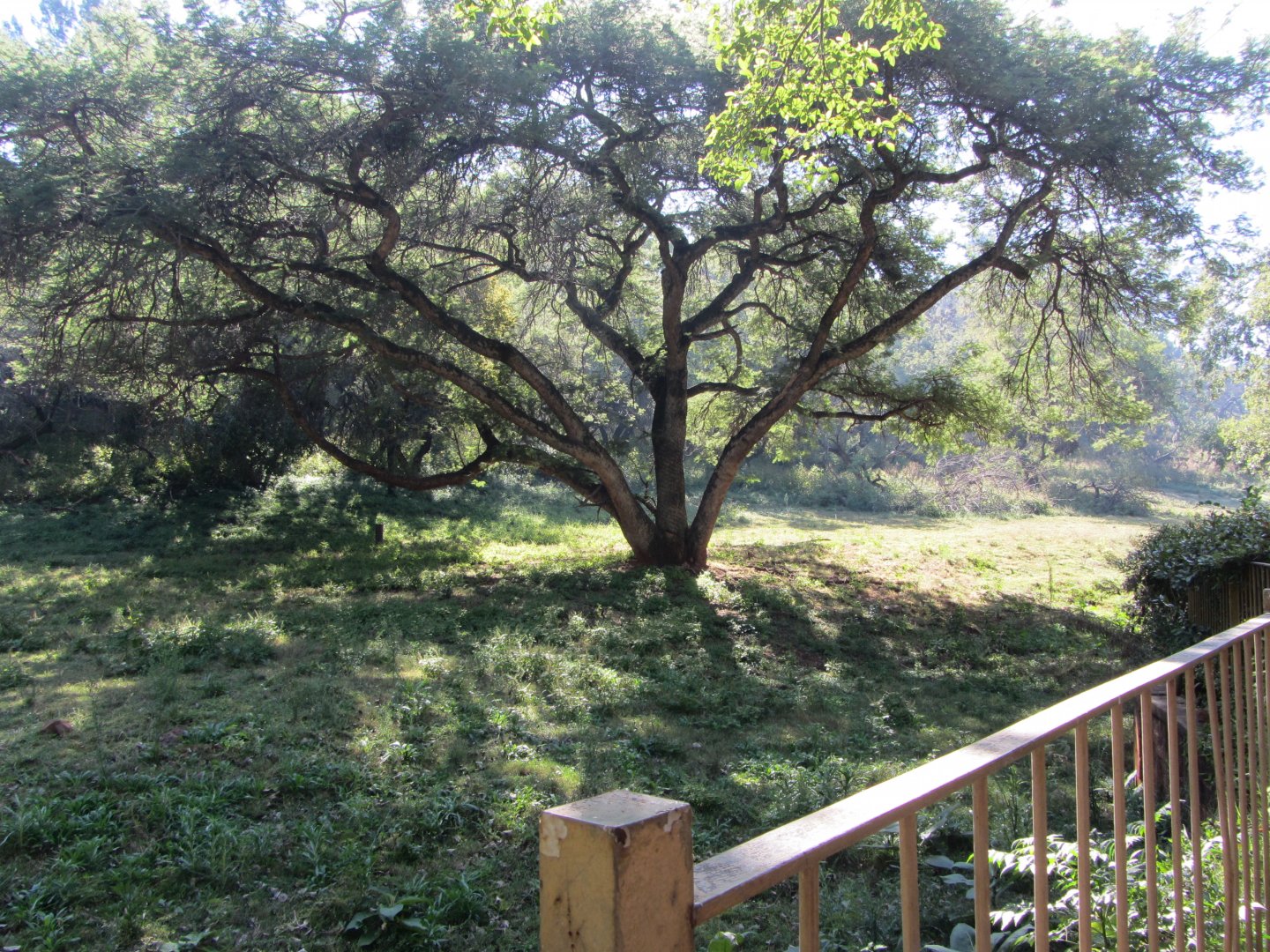 Kafue Flats Lechwe Yard