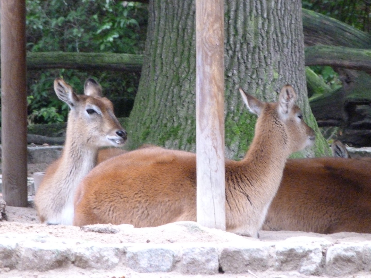 Kafue flats lechwe -Zoologischer Garten Berlin (2024)