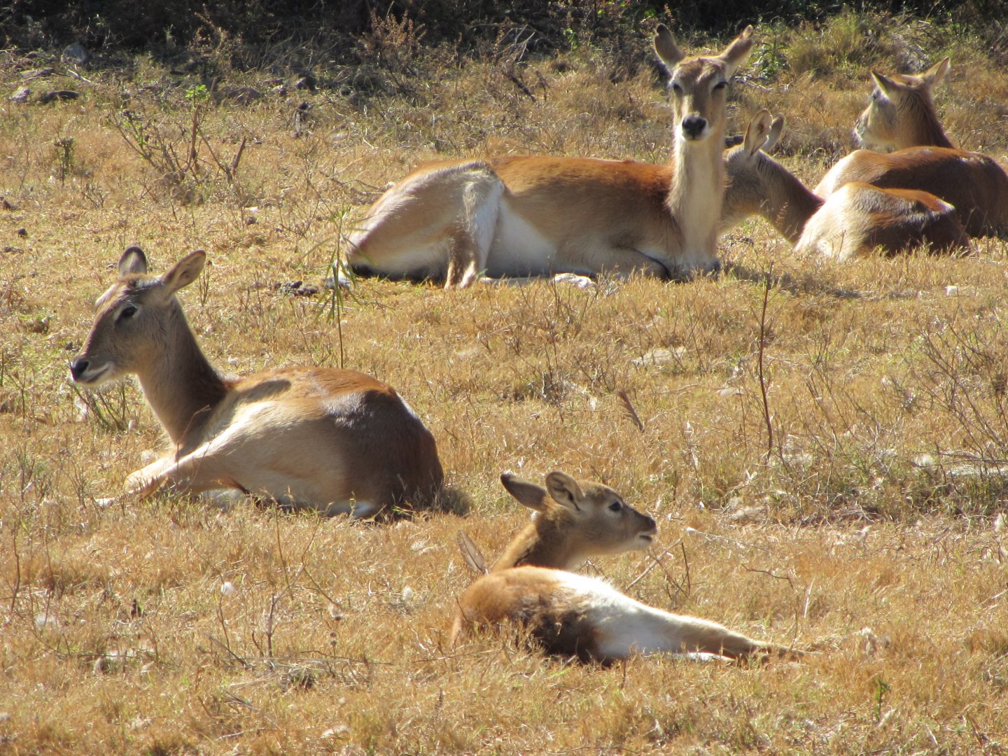 Kafue Flats Lechwe