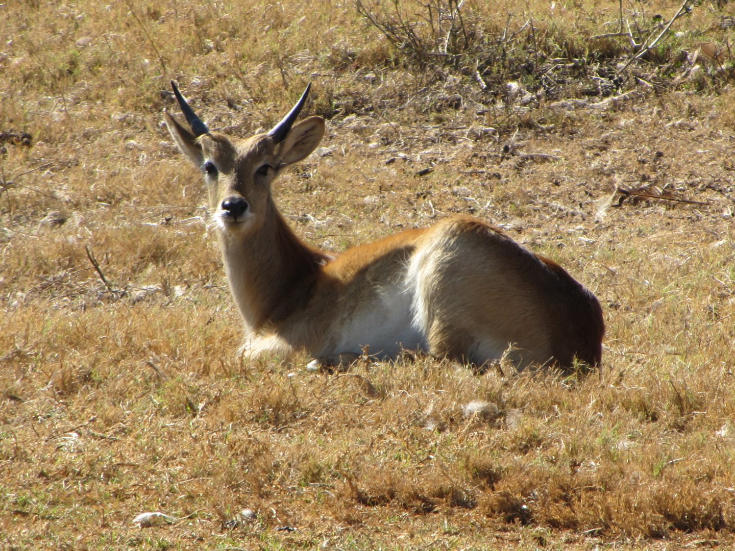 Kafue Flats Lechwe