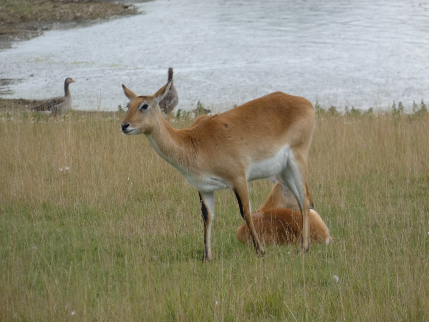 Kafue flats lechwe