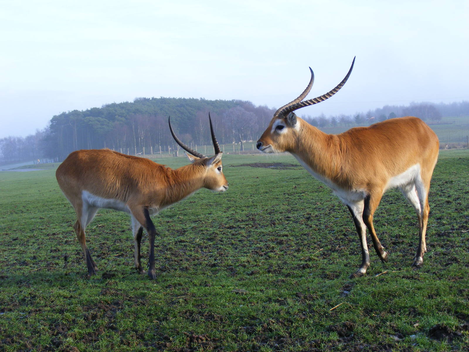 Kafue flats lechwes at Knowsley Safari Park, 28 December 2009