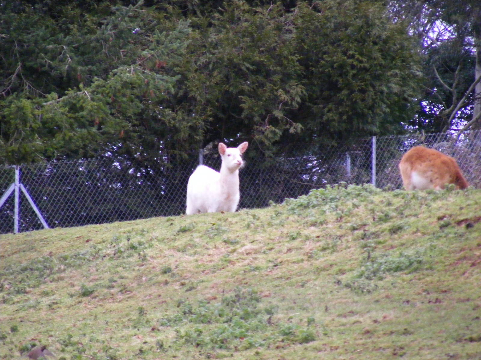 Kafue flats lechwes at Paignton Zoo, 31 December 2010
