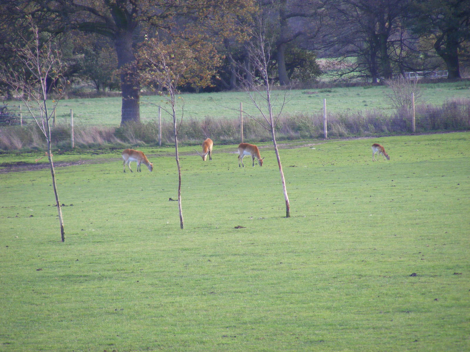 Kafue flats lechwes at Yorkshire Wildlife Park, 12 November 2010