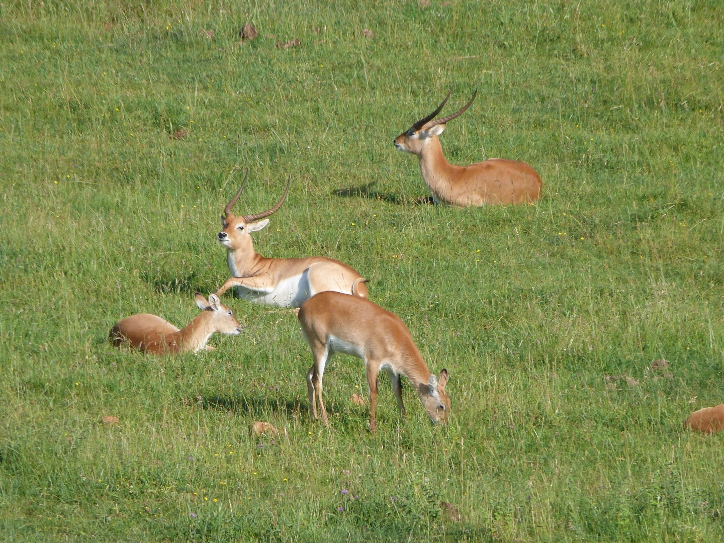 Kafue flats lechwes -Parque de la Naturaleza de Cabárceno (2025)