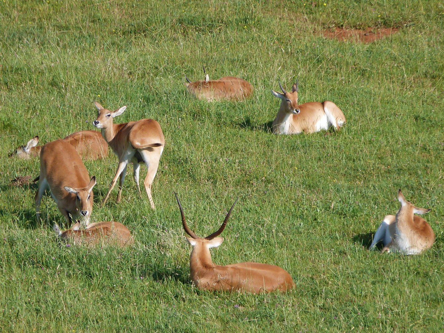 Kafue flats lechwes -Parque de la Naturaleza de Cabárceno (2025)