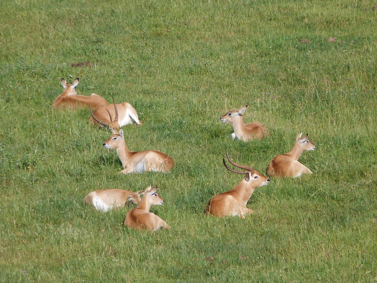 Kafue flats lechwes -Parque de la Naturaleza de Cabárceno (2025)