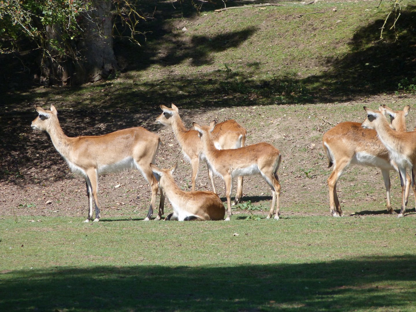 Kafue flats lechwes -Zoo Plzeň (2025)