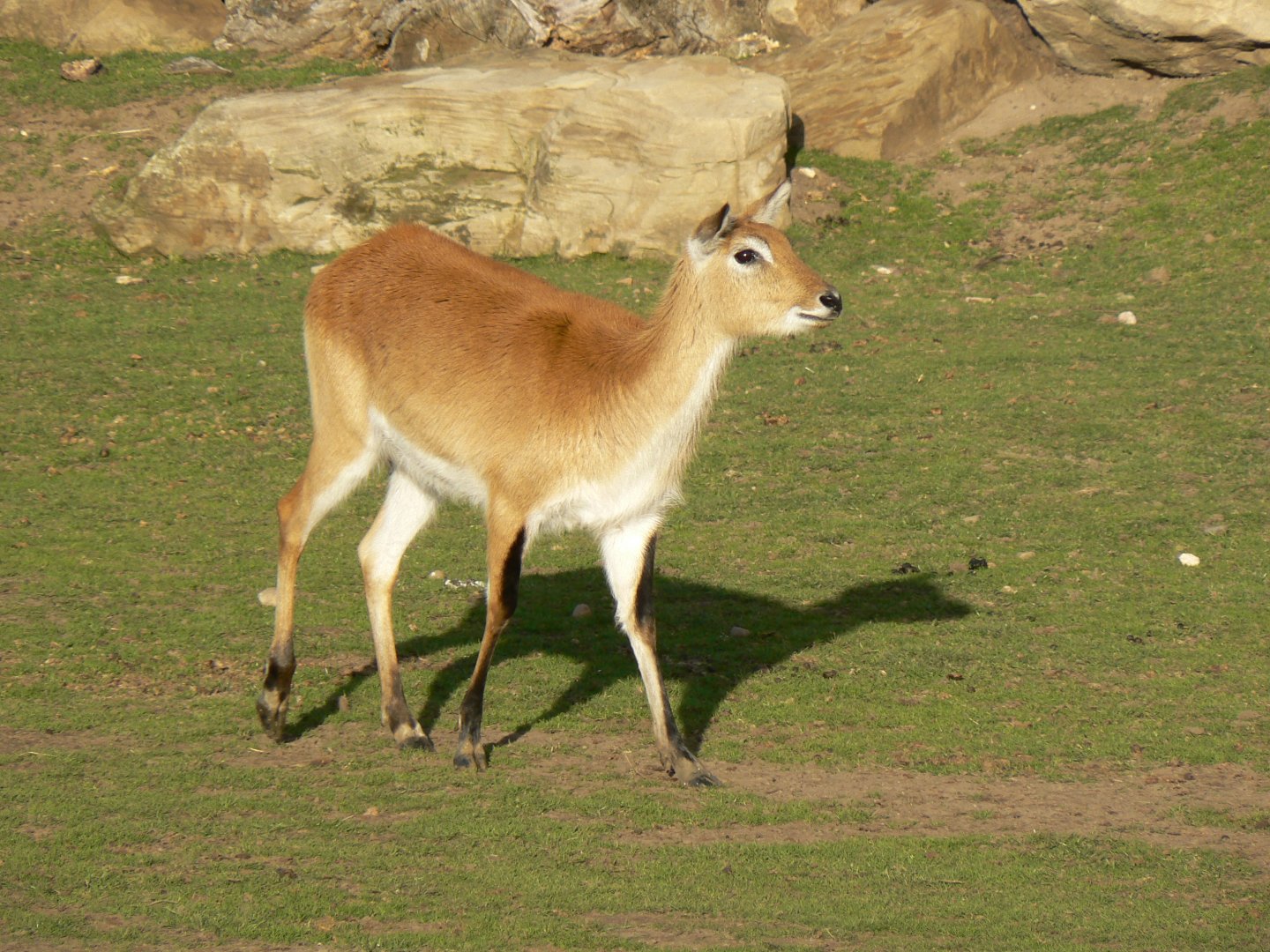 Kafue Lechwe - 1 November 2018