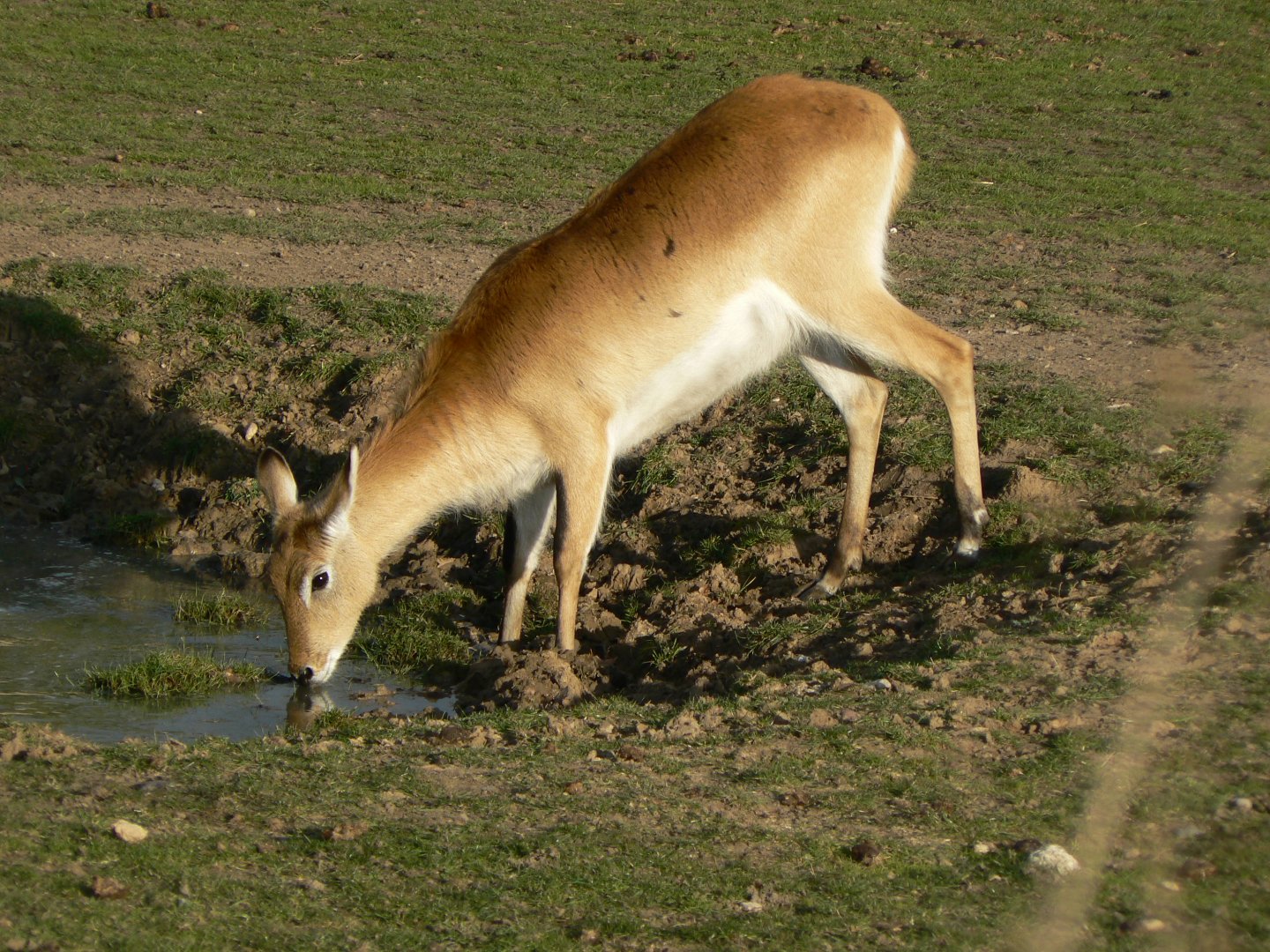 Kafue Lechwe - 1 November 2018