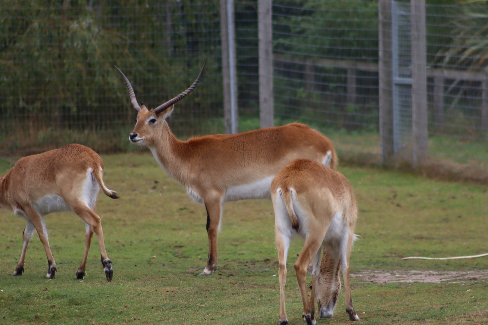 Kafue lechwe - 10 September 2021
