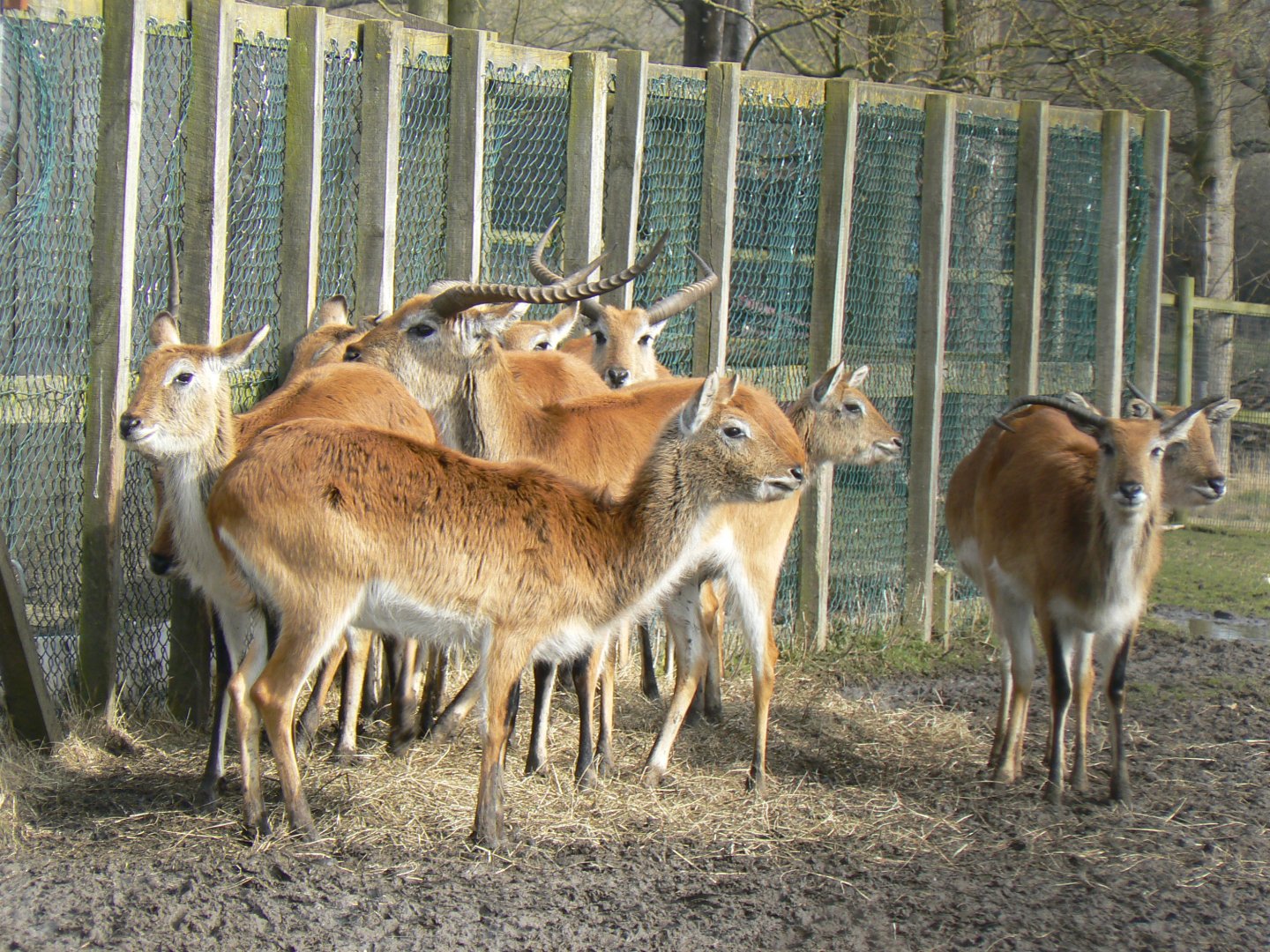 Kafue Lechwe  - 21 March 2018