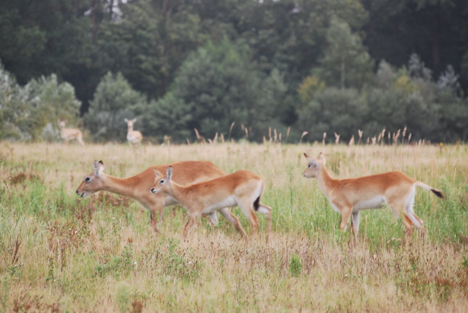 Kafue lechwe and blackbuck at Watatunga Wildlife Reserve, 16/9/2020